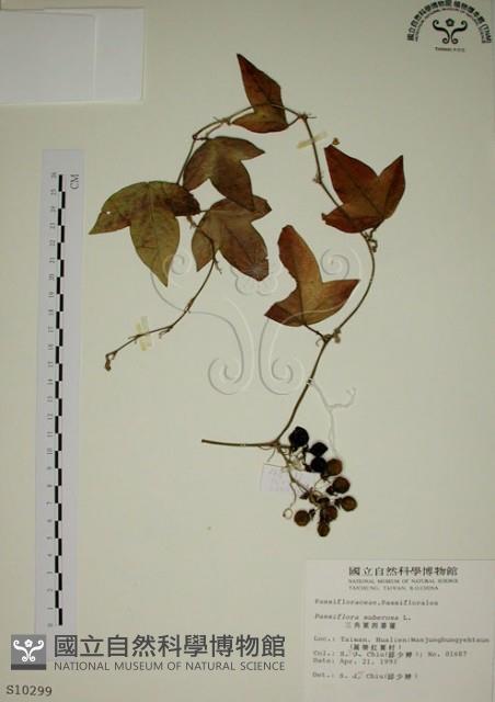 三角葉西番蓮藏品圖，第1張