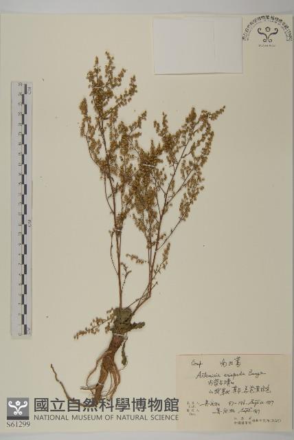 南牡蒿藏品圖，第1張