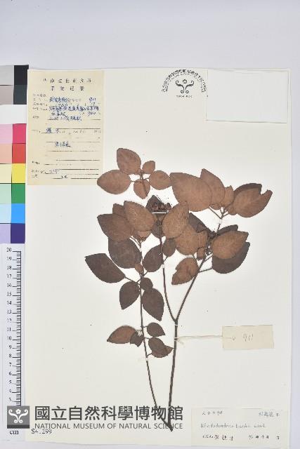 腺萼馬銀花藏品圖，第1張