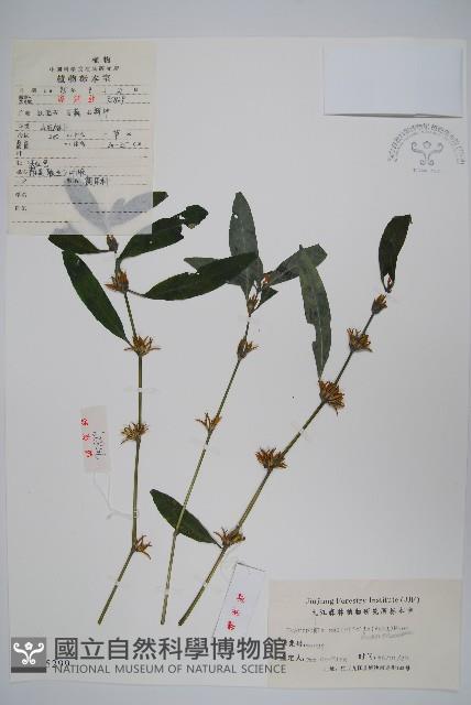 柳葉水蓑衣藏品圖，第1張