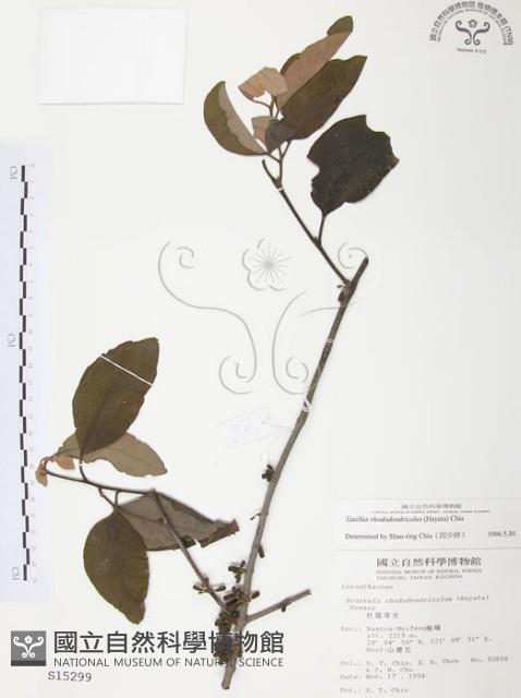 杜鵑桑寄生藏品圖，第1張