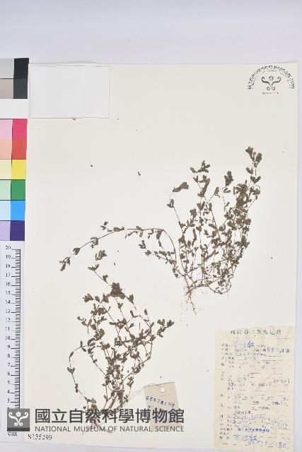 地錦藏品圖，第1張