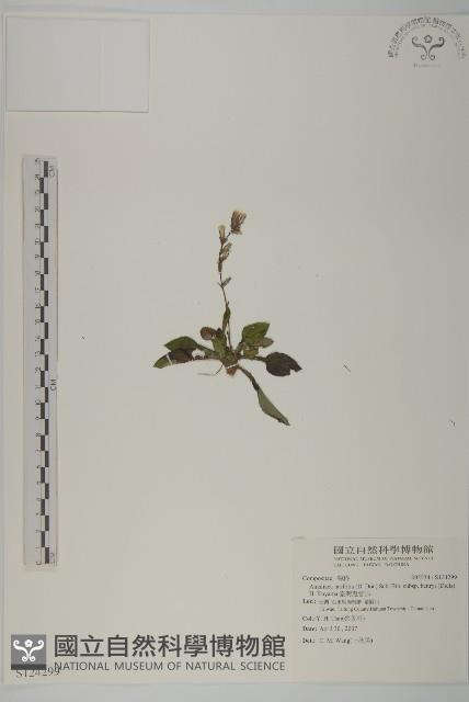 臺灣鬼督郵藏品圖，第1張