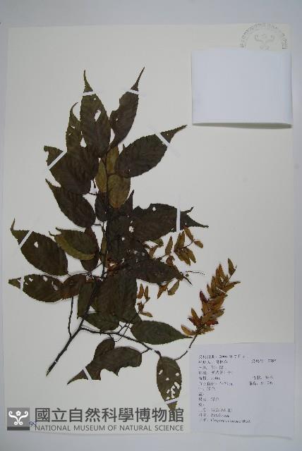 雷公鵝耳櫪藏品圖，第1張