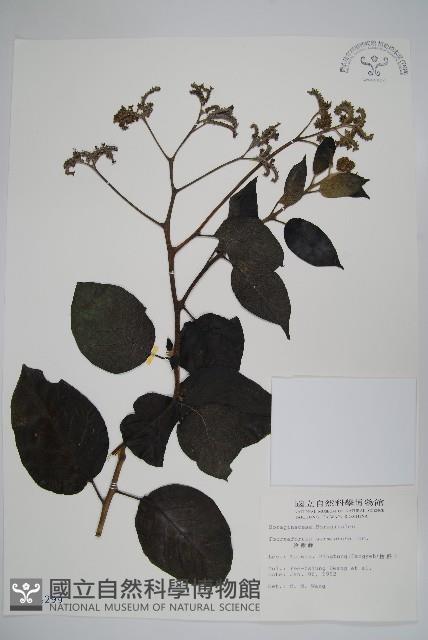 冷飯藤藏品圖，第1張