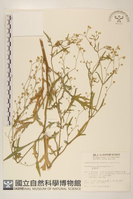 銀膠菊藏品圖，第1張