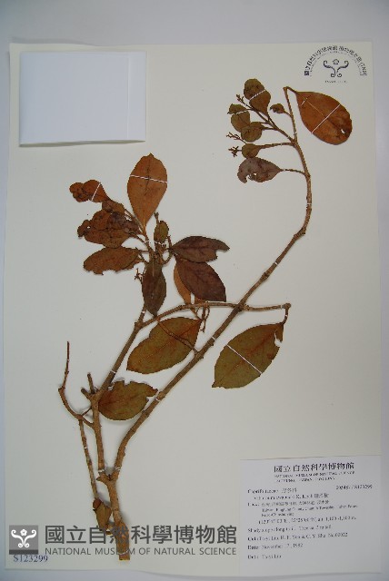 珊瑚樹藏品圖，第1張