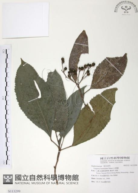 山香圓藏品圖，第1張