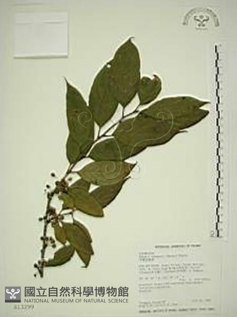 中原氏鼠李藏品圖，第1張