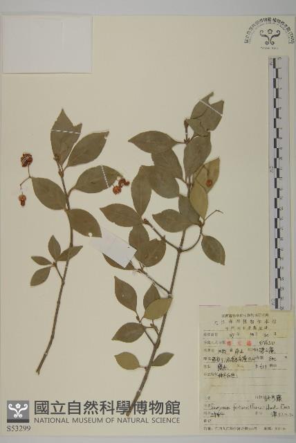 扶芳藤藏品圖，第1張