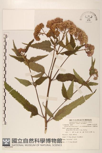 台灣澤蘭藏品圖，第1張