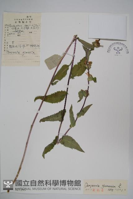 聚花風鈴草藏品圖，第1張