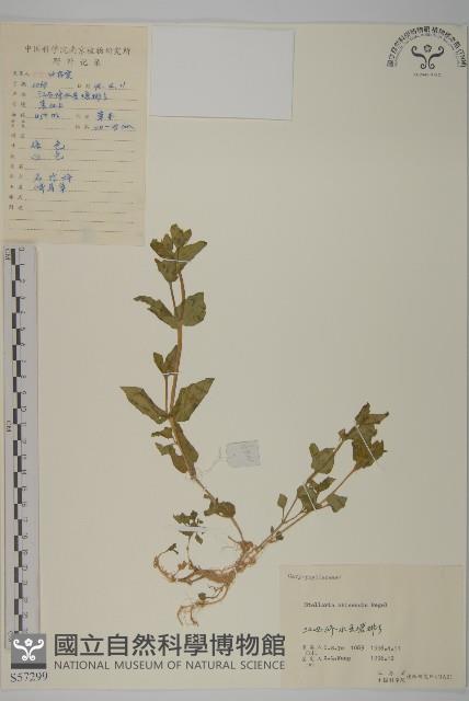 中國繁縷藏品圖，第1張