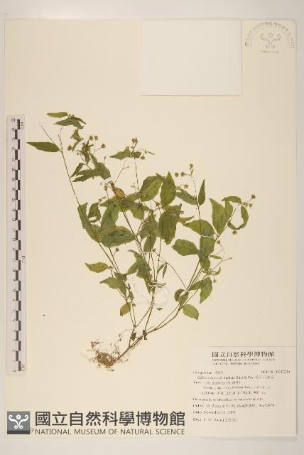粗毛小米菊藏品圖，第1張