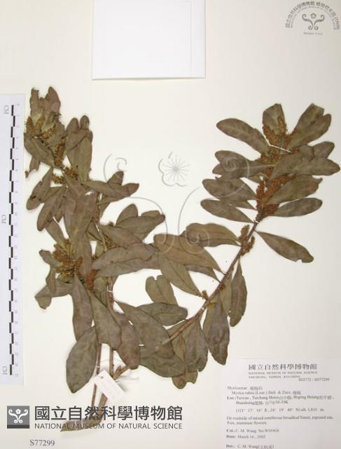 楊梅藏品圖，第1張