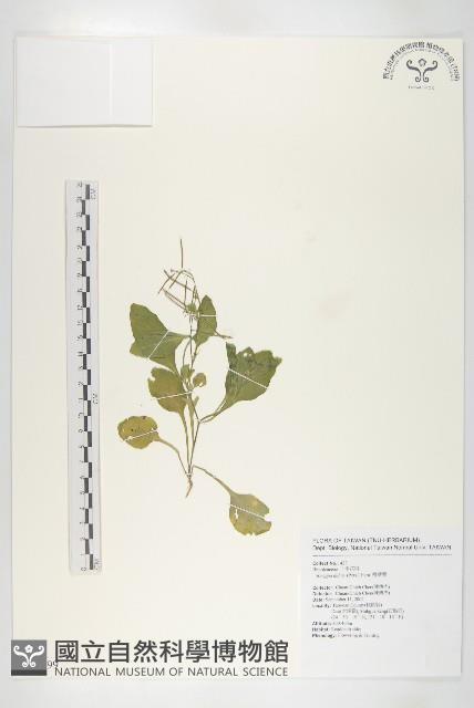 小葶藶藏品圖，第1張