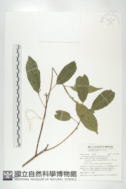 薯豆藏品圖，第1張