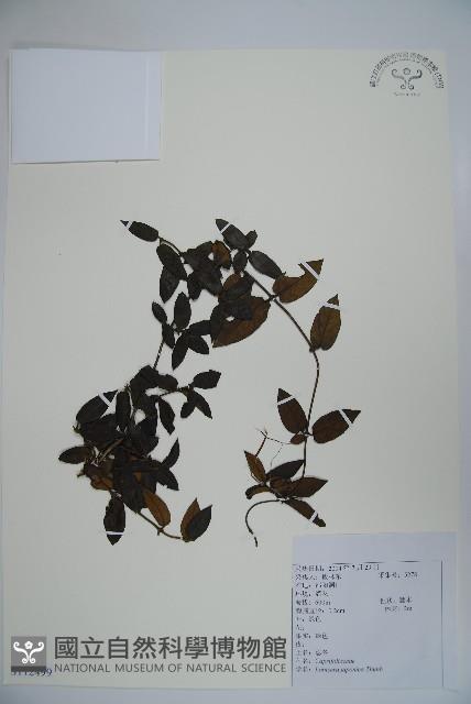 忍冬、金銀花藏品圖，第1張