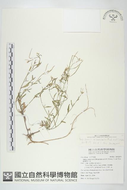 玉山筷子芥藏品圖，第1張