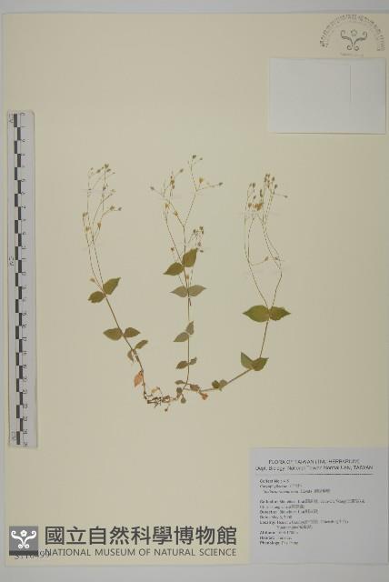 網脈繁縷藏品圖，第1張