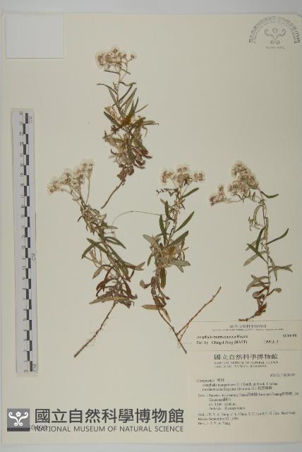 玉山抱莖籟簫藏品圖，第1張