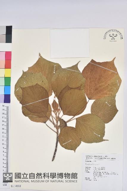 登錄號:S011499藏品圖，第1張