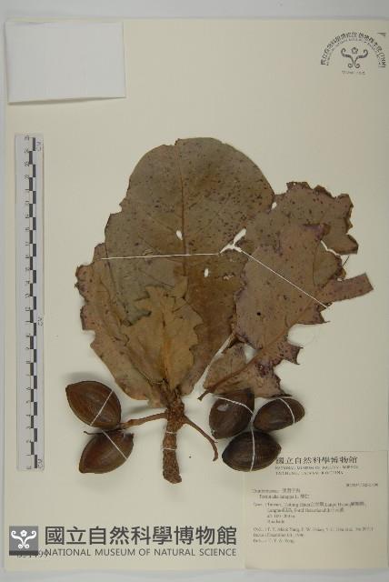 欖仁藏品圖，第1張