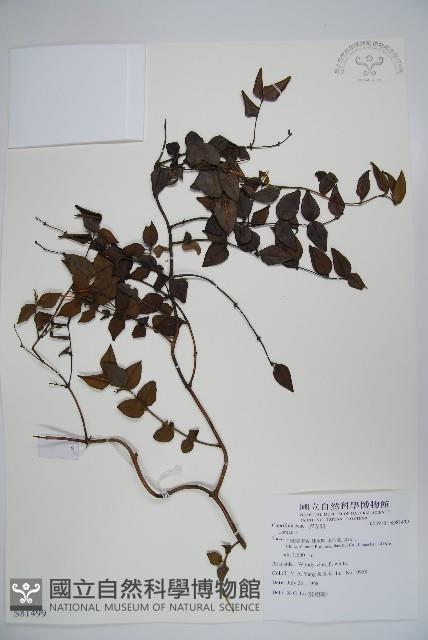 登錄號:S081499藏品圖，第1張