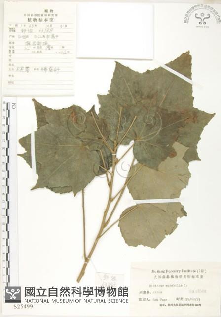 木芙蓉藏品圖，第1張