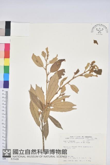 赤皮、赤皮椆藏品圖，第1張