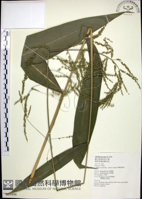 棕葉狗尾草藏品圖，第1張