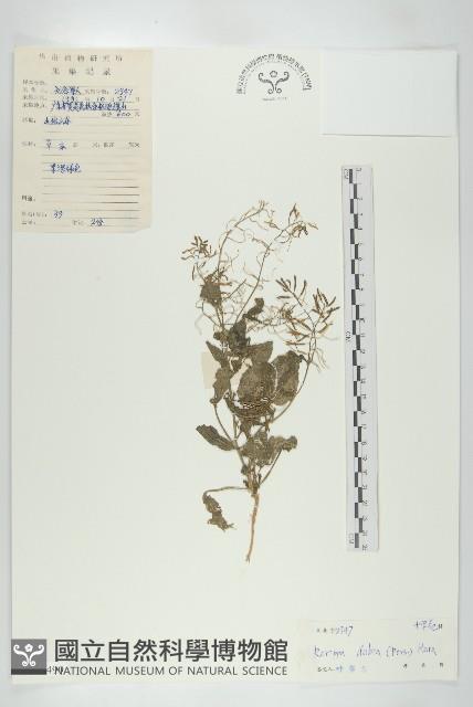 小葶藶藏品圖，第1張