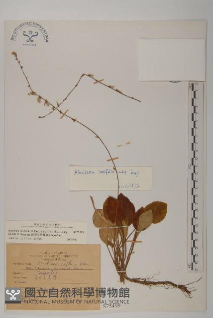 臺灣鬼督郵藏品圖，第1張