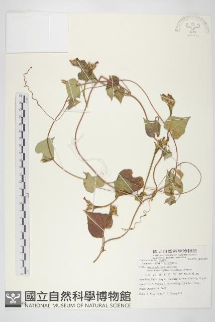 紅花野牽牛藏品圖，第1張