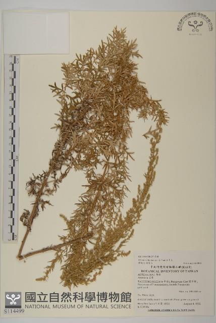 小艾、矮蒿藏品圖，第1張