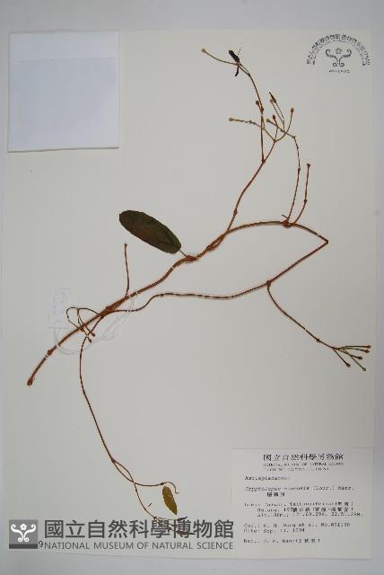 隱鱗藤藏品圖，第1張