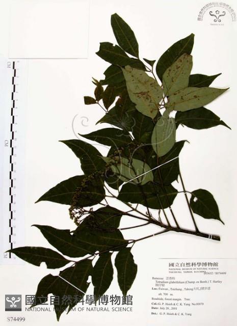 賊仔樹藏品圖，第1張