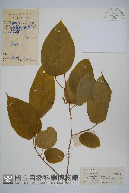 闊葉八角楓藏品圖，第1張