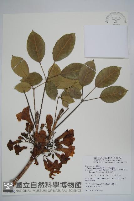 洋紅風鈴木藏品圖，第1張