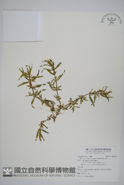 蓮子草藏品圖，第1張