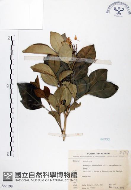 長果月橘藏品圖，第1張