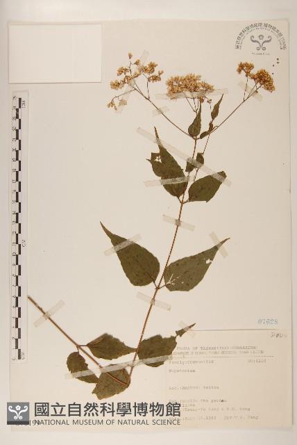 登錄號:S076199藏品圖，第1張