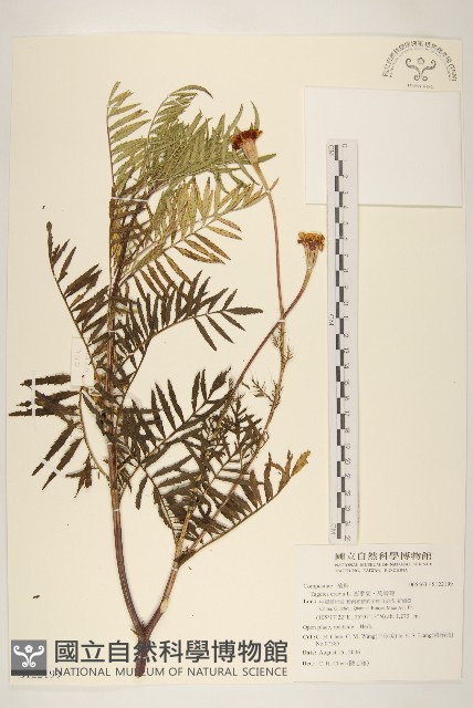 西番菊、萬壽菊藏品圖，第1張