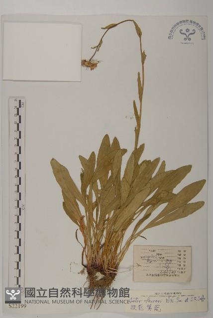 狹苞紫菀藏品圖，第1張