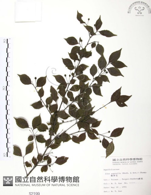 燈稱花、烏雞骨藏品圖，第1張
