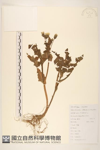 苦滇菜、苦菜藏品圖，第1張