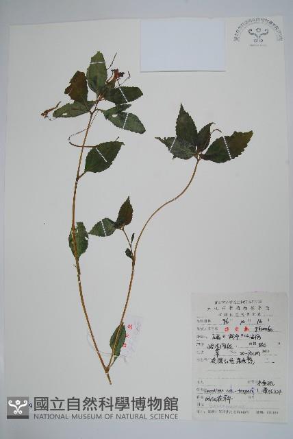 水金鳳藏品圖，第1張