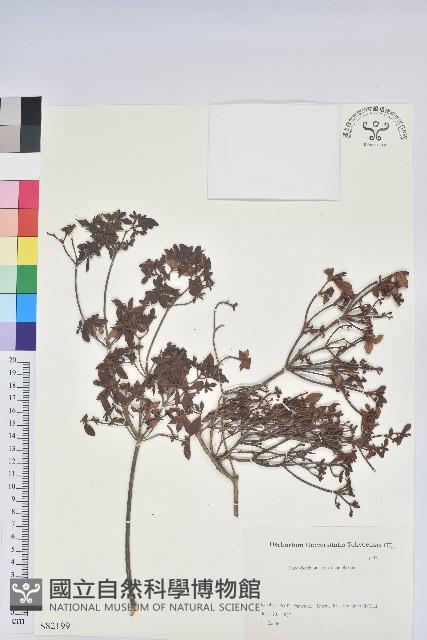 九州杜鵑藏品圖，第1張