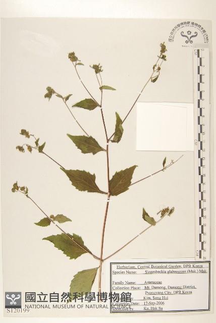 毛梗豨薟藏品圖，第1張