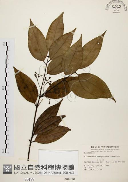 Indigenous Cinnamon Tree Collection Image